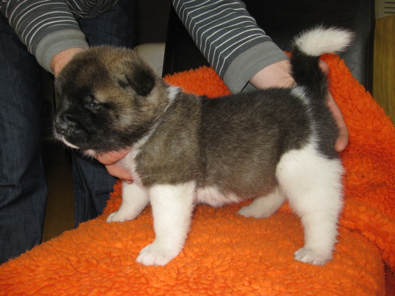 Puppies